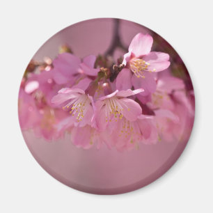 Cherry Blossoms Hot Spring 2012 Apparel & Gifts Magnet