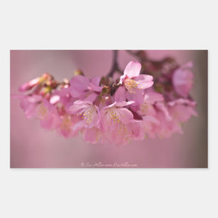 Cherry Blossoms Hot Spring  2012 Apparel  & Gifts Rectangular Sticker