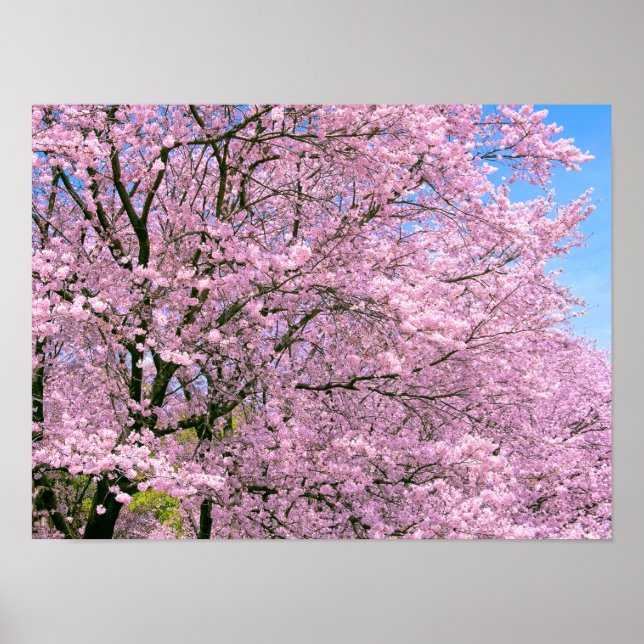 Cherry Blossoms in Bloom Poster (Front)