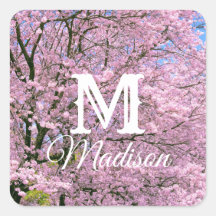 Cherry Blossoms in Bloom
