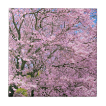Cherry Blossoms in Bloom