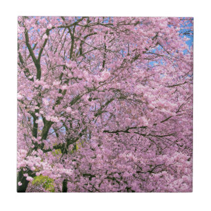 Cherry Blossoms in Bloom Tile