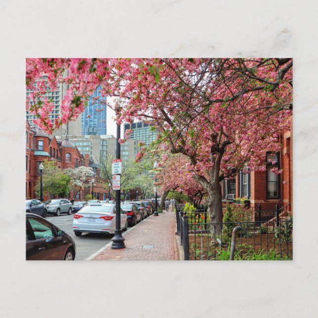 Cherry Blossoms in Boston Massachusetts Postcard (Front)