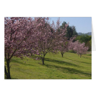 Cherry Blossoms In Full Bloom