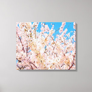 Cherry Blossoms in Full Bloom Canvas Print