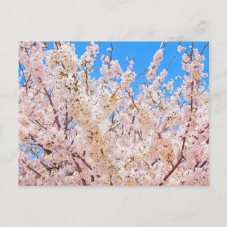 Cherry Blossoms in Full Bloom Postcard