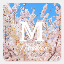 Cherry Blossoms in Full Bloom