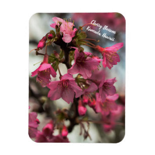 Cherry Blossoms in Hawaii Magnet