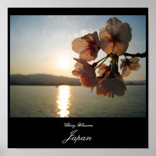 Cherry Blossoms in Japan Poster