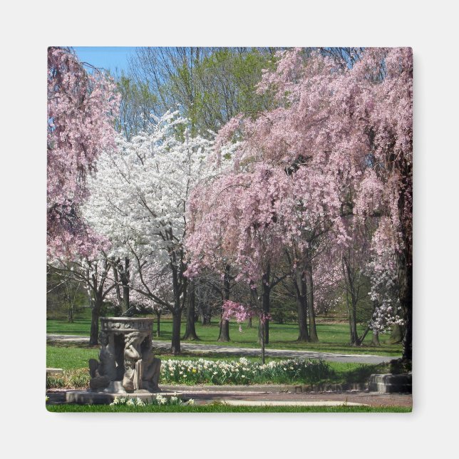 Cherry Blossoms in Philadelphia Magnet (Front)