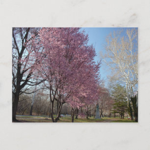 Cherry Blossoms in Philadelphia Postcard