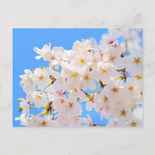 Cherry Blossoms in Spring Postcard