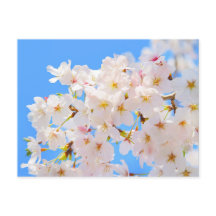 Cherry Blossoms in Spring