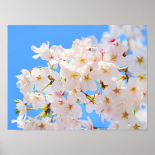 Cherry Blossoms in Spring Poster
