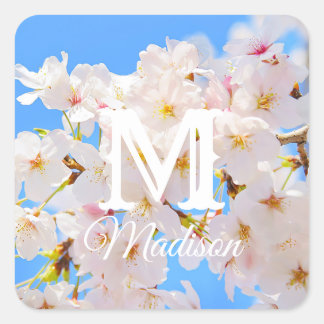 Cherry Blossoms in Spring Square Sticker