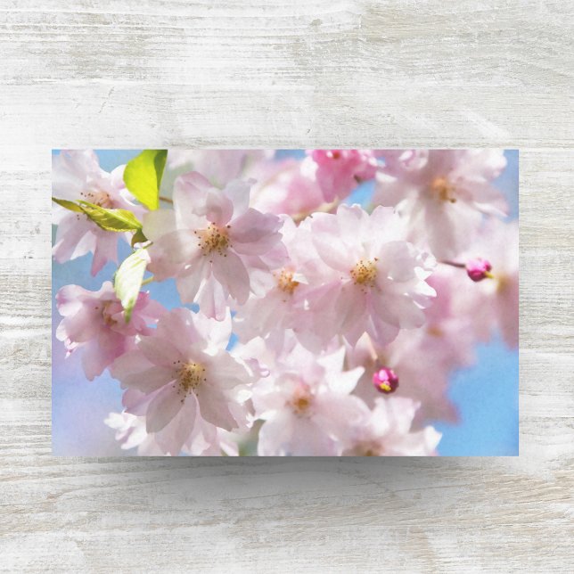Cherry Blossoms In Spring Tissue Paper (Creator Uploaded)