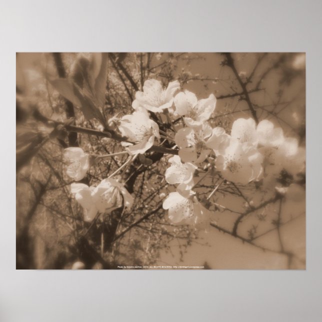 cherry blossoms in the sky, sepia poster (Front)