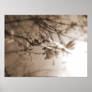 cherry blossoms in the sun, sepia poster