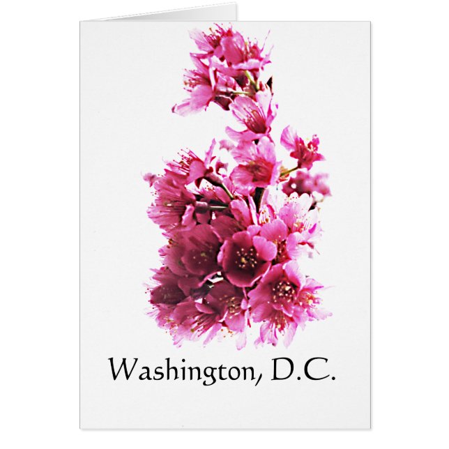 Cherry blossoms in Washington, D.C. (Front)