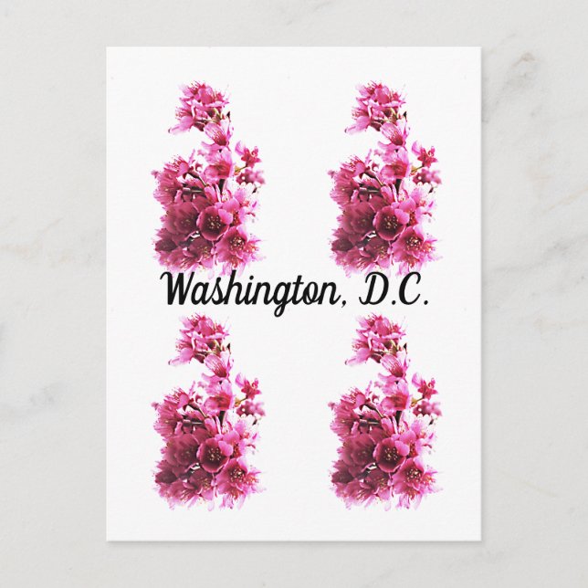 Cherry blossoms in Washington, D.C. Postcard (Front)