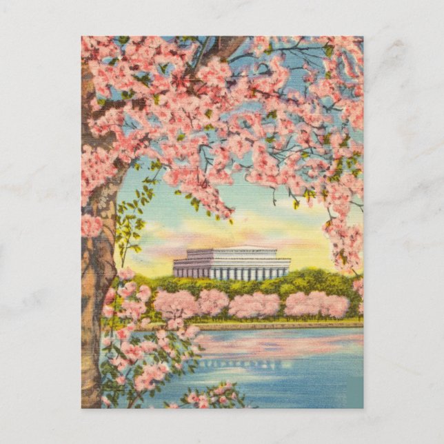Cherry Blossoms in Washington D.C. Postcard (Front)