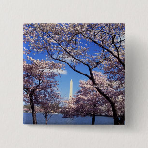 Cherry Blossoms in Washington DC pinback button