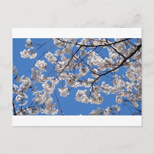 Cherry Blossoms in Washington DC Postcard (Front)