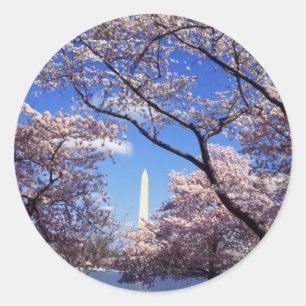 Cherry Blossoms in Washington DC stickers