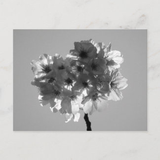 Cherry Blossoms: Japan (black and white) Postcard