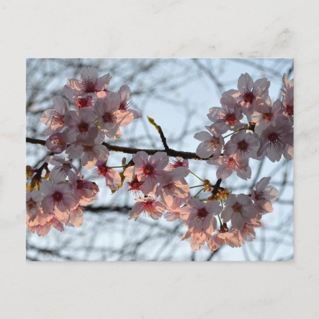 Cherry Blossoms: Japan Postcard (Front)