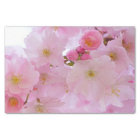 Cherry Blossoms,japanese