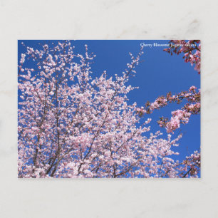 Cherry Blossoms: Jugatsu-zakura [Postcard] Postcard