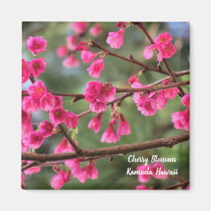 Cherry Blossoms Magnet