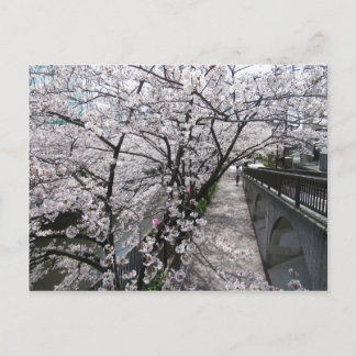 Cherry Blossoms: Meguro River, Tokyo Postcard