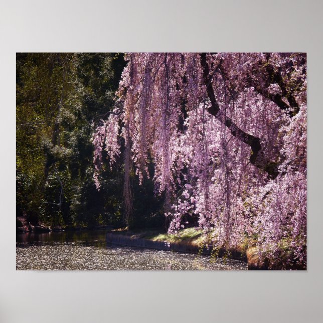 Cherry Blossoms On Trees Over Water, Small Poster (Front)