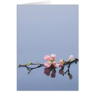 Cherry blossoms on water