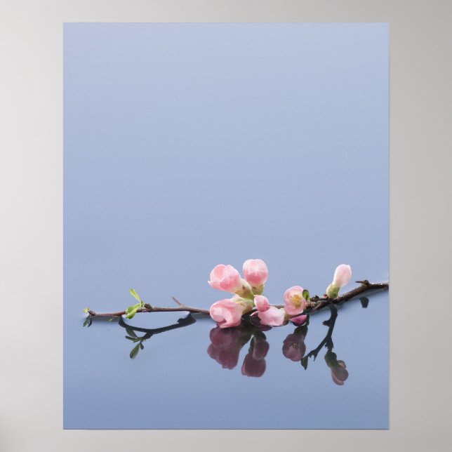 Cherry blossoms on water poster (Front)