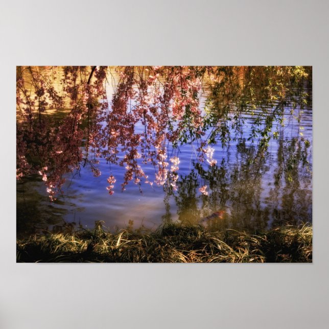 Cherry Blossoms Over a Pond Poster (Front)