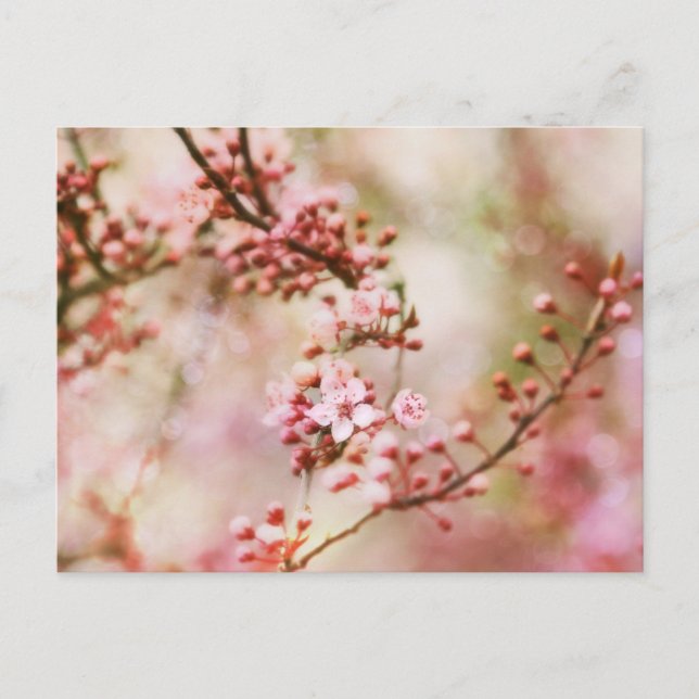 Cherry Blossoms Photo Postcard (Front)