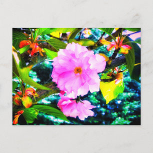 CHERRY BLOSSOMS POSTCARD