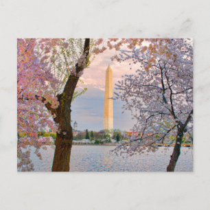 Cherry Blossoms Postcard
