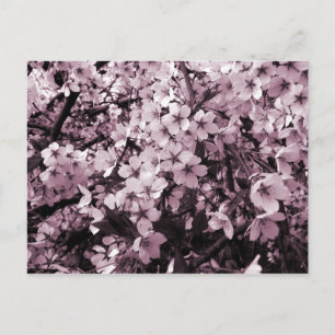 Cherry Blossoms Postcard