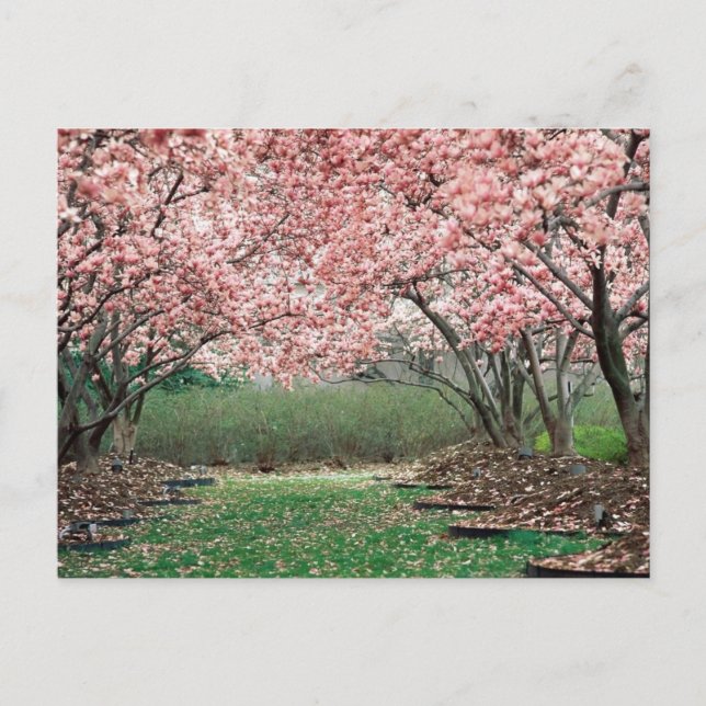 Cherry Blossoms Postcard (Front)
