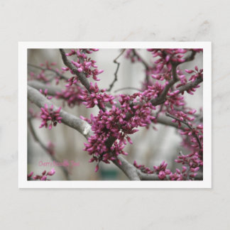 Cherry Blossoms Postcard
