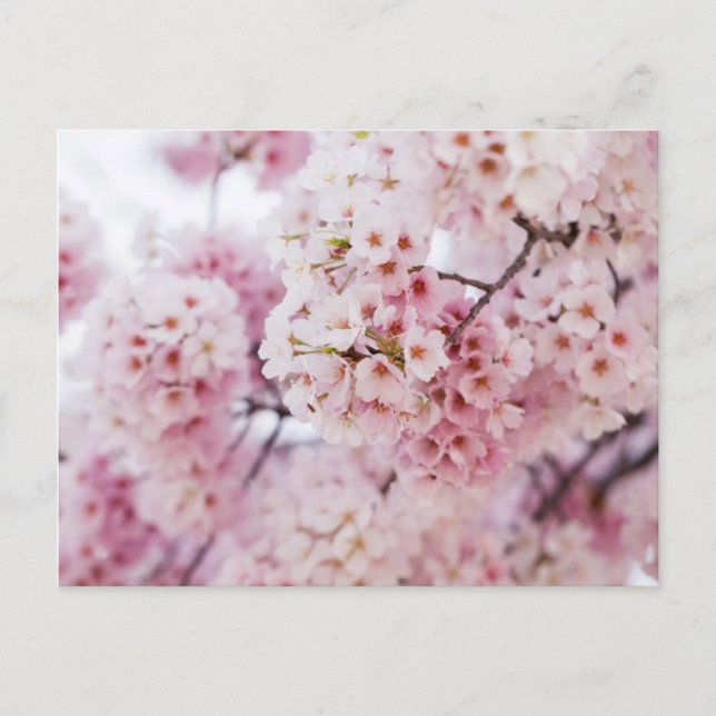 Cherry Blossoms Postcard (Front)