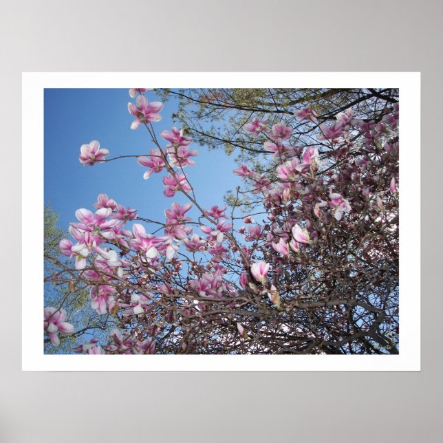 Cherry Blossoms Poster (Front)