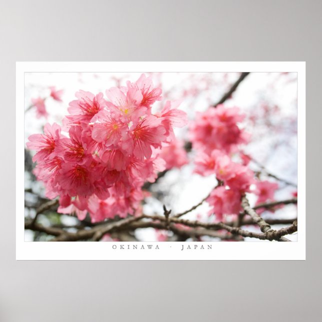 Cherry Blossoms Poster (Front)