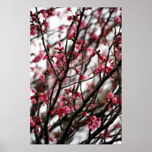 Cherry Blossoms Poster