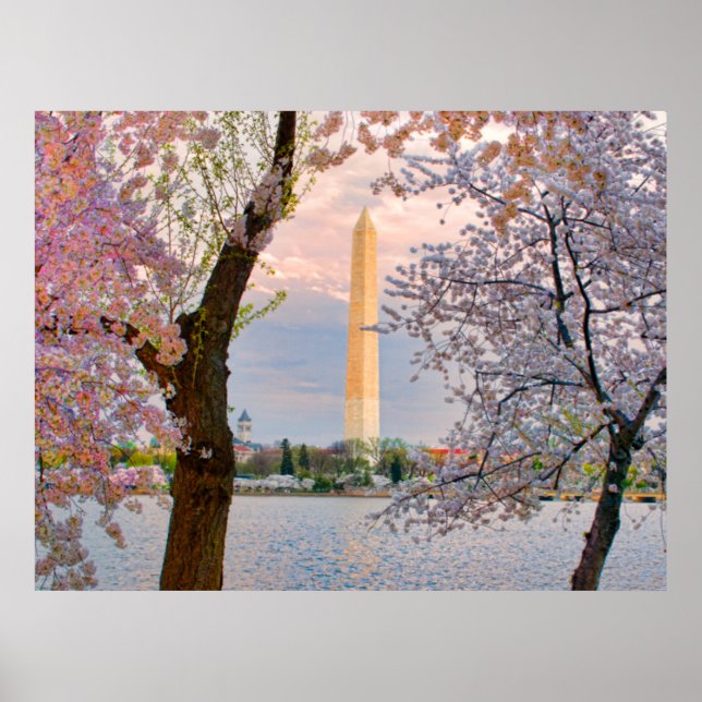 Cherry Blossoms Poster (Front)