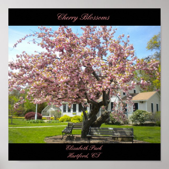 Cherry Blossoms Poster (Front)